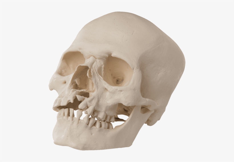 Free Png Skull Png Images Transparent - 3b Scientific A29/3 Human Skull Model, transparent png #4334855
