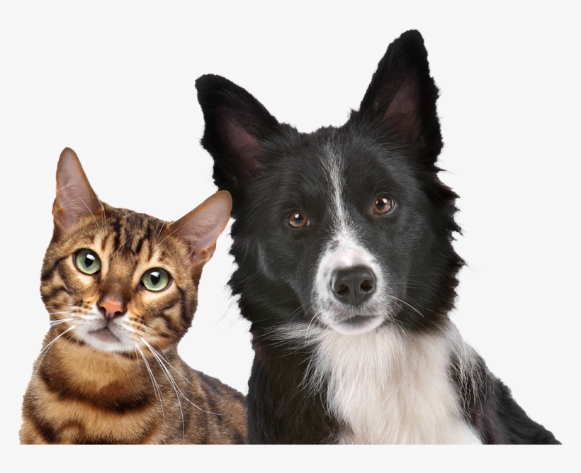 Local Events - Energy Healing For Your Dog And Cat [book], transparent png #4335002