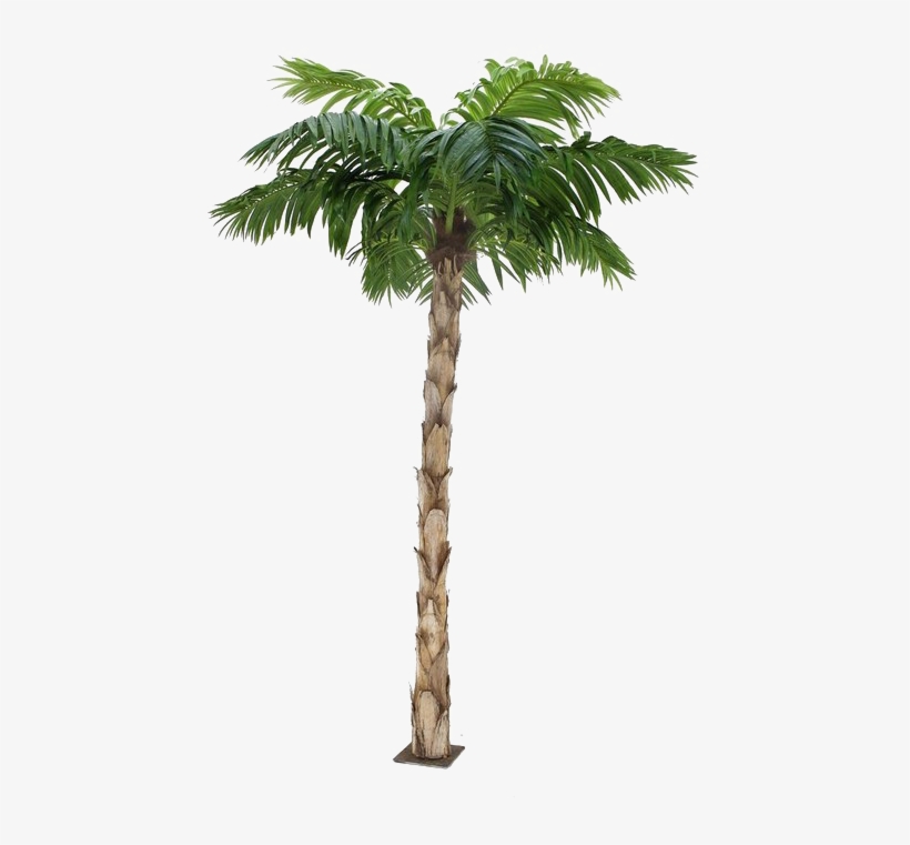 Palm Tree Png Image Background - Palm Tree, transparent png #4335093