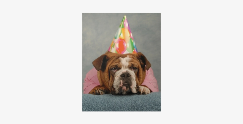 English Bulldog Dressed Up Pink Sweater And Birthday - Bulldog With Birthday Hat, transparent png #4336369