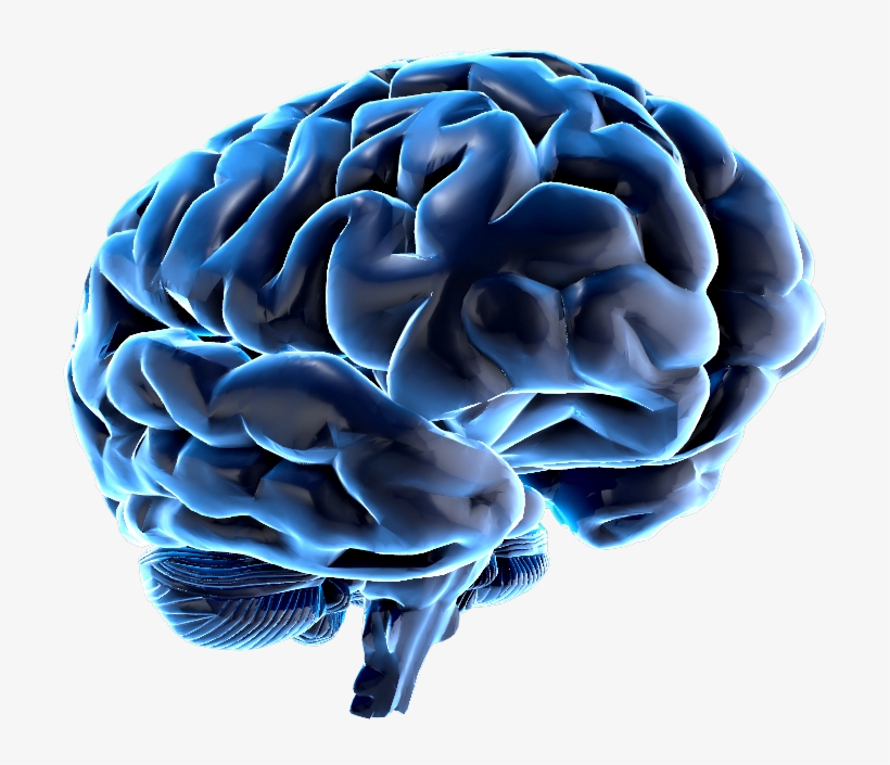 Brain - Wink News, transparent png #4337597