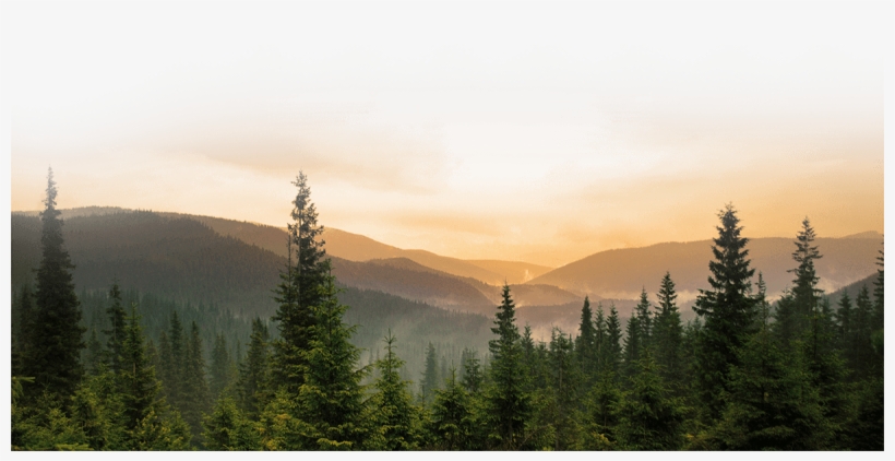 Forest - Backwoods Brides Trilogy: Three Stories Of Redemption, transparent png #4338347