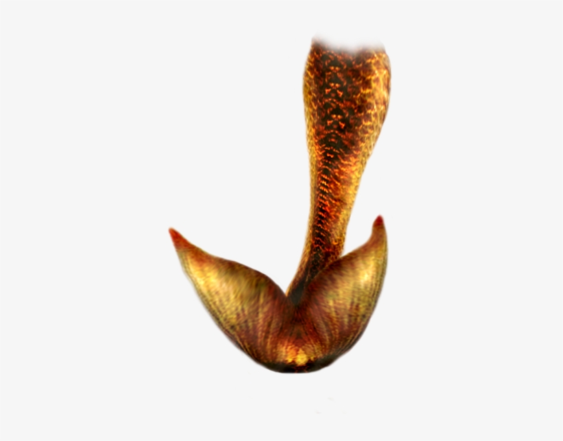 Mermaid Tail Png Hd - Mermaid Tail Hd, transparent png #4338348