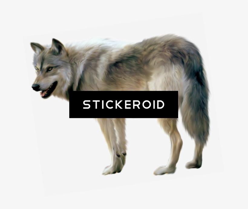 Black Wolf - Treasury Of Modern Superstitions And Charms [book], transparent png #4338531