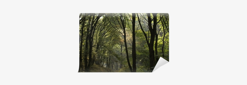 Go To Image - Grove, transparent png #4338622