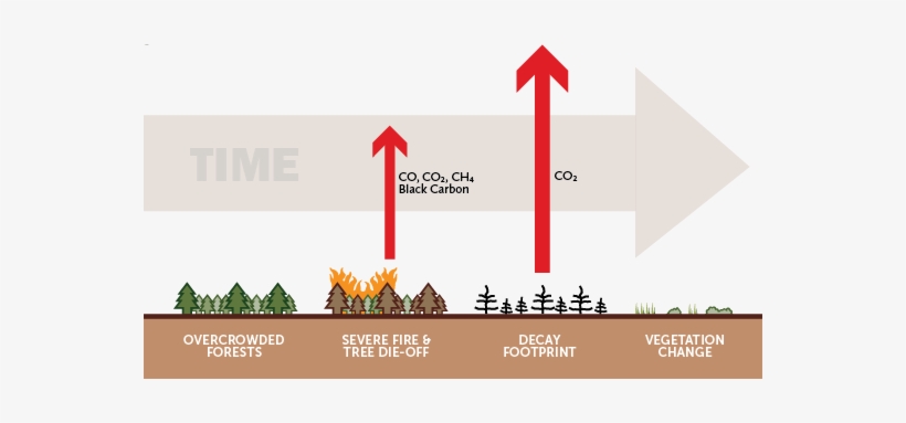 Forestcarbon-current Carbonwebsite - Climate In The Sierra Nevada, transparent png #4338711