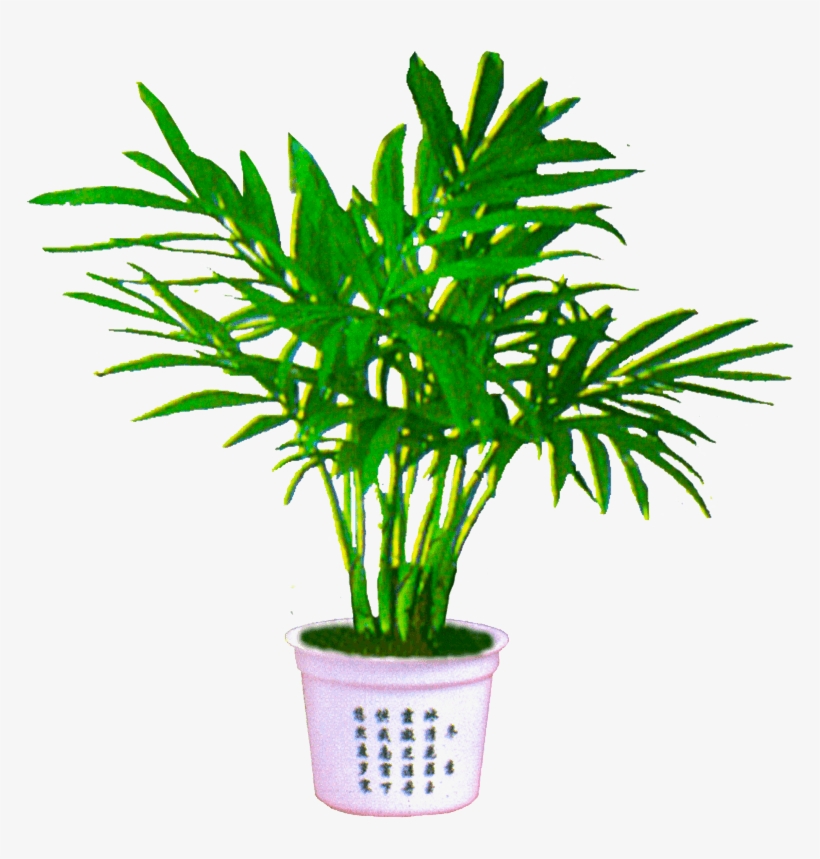 Palm Plant Png - Transparent Background Plant Png, transparent png #4339051