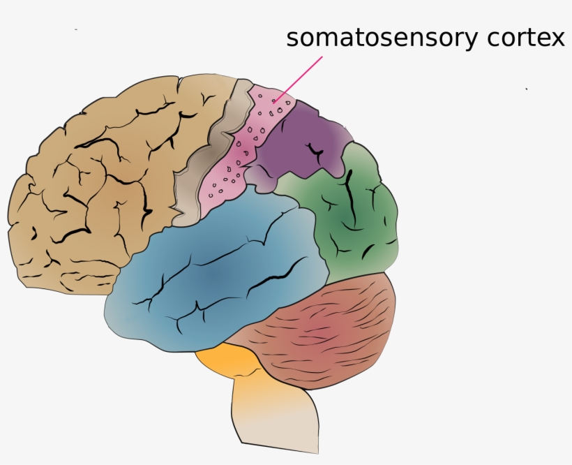 Joseph Mcclernon, The Senior Author Of This Study,, transparent png #4339103