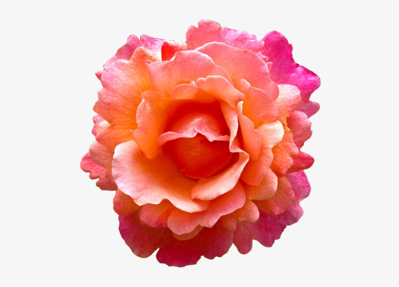 Tropical Pink Flower Png - Orange Pink Flowers Png, transparent png #4339560