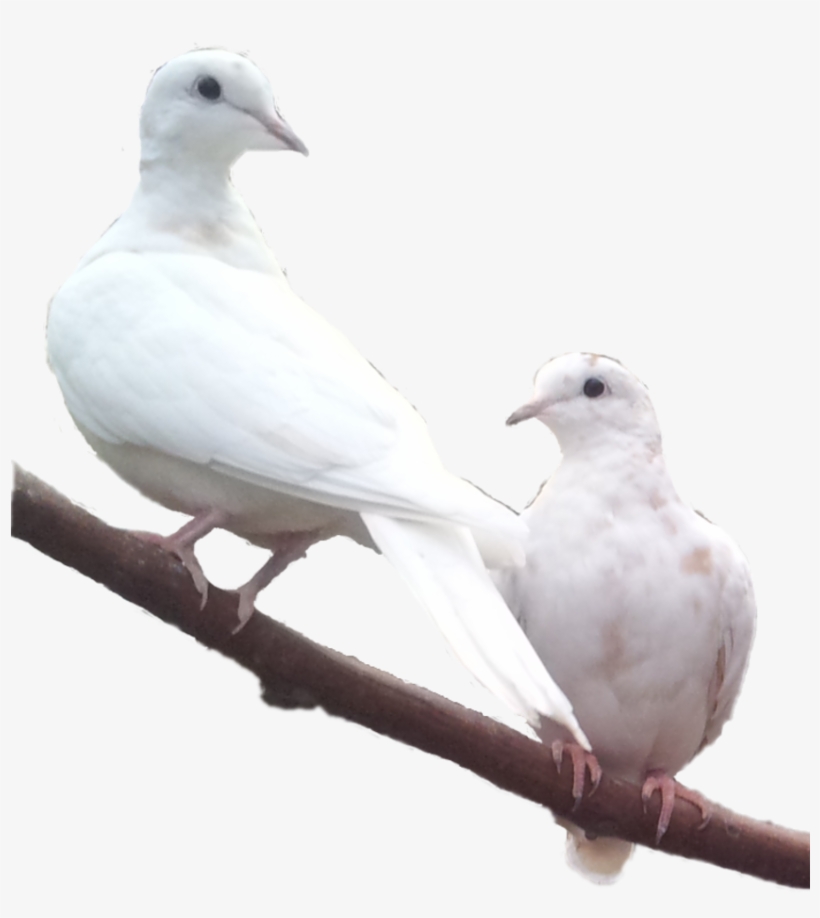 Female Evaluation Of An Ongoing Courtship Display, - Rock Dove, transparent png #4341249