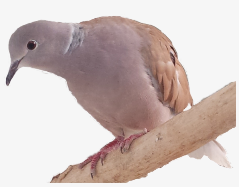 Stock Dove, transparent png #4341305