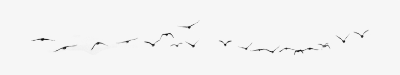 Selunia 511 232 Birds 04 - Swan Goose, transparent png #4341890