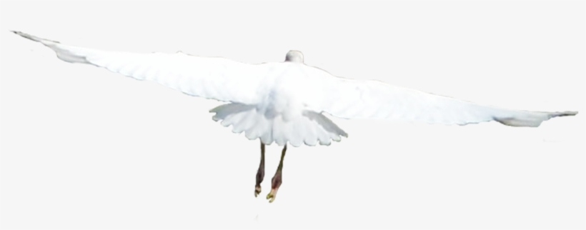 White Birds Flying Png - European Herring Gull, transparent png #4341974
