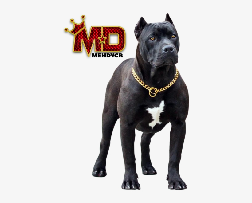 Share This Image - Pitbull Dog With Chain Png, transparent png #4342245
