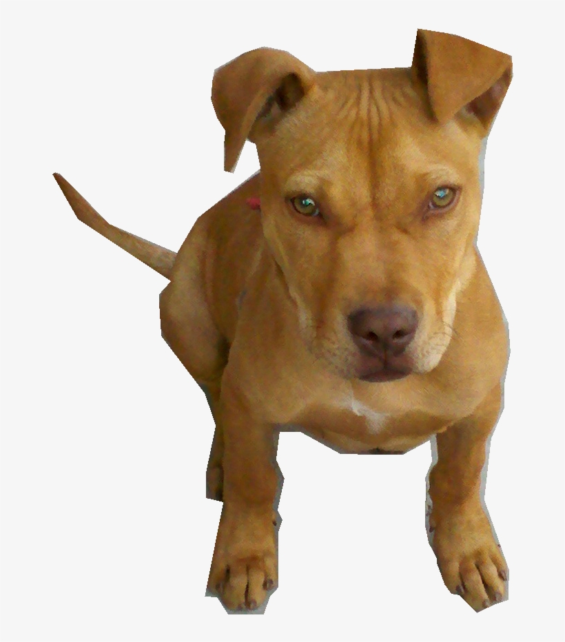 Perro Pitbull Bebe Png By Pngdetodotipo - American Pit Bull Terrier, transparent png #4342257