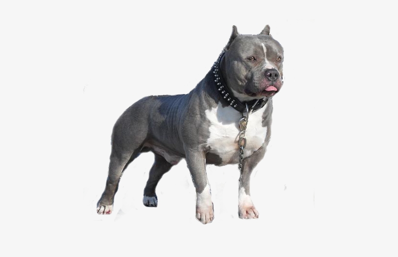 Tubes Animaux " Chiens " - Blue Pitbull Puppies, transparent png #4342374