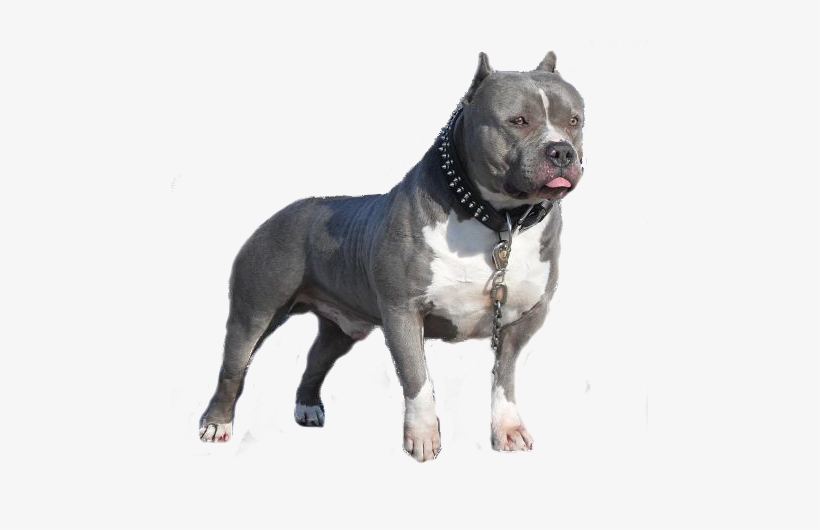 free blue pitbull puppies