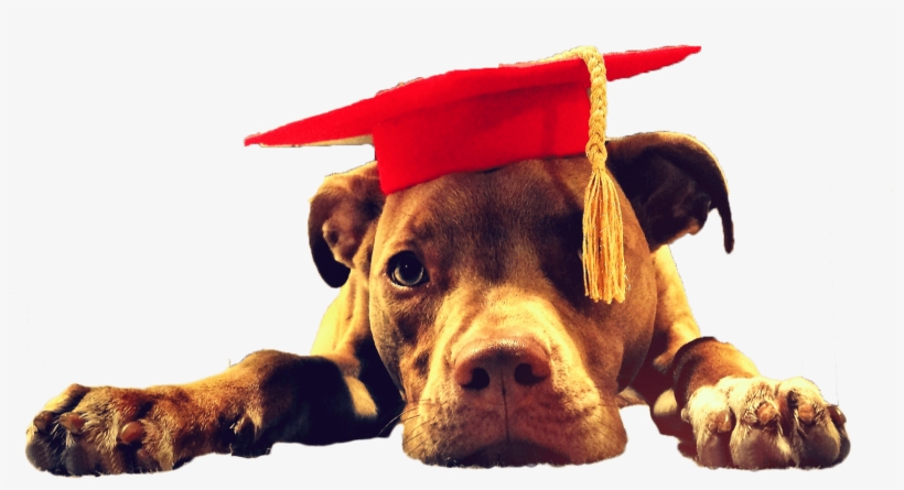 Olive Shiplett Pitbull Pittbull Lawn Care - Companion Dog, transparent png #4342811