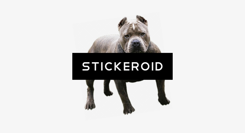 Pitbull - Pit Bull, transparent png #4342846