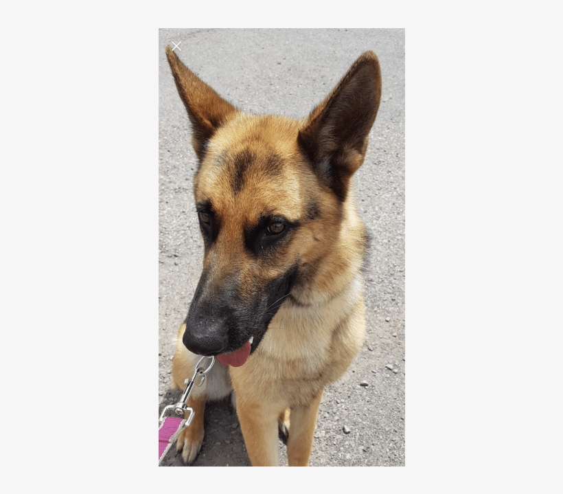 Photo Of Atlas - Old German Shepherd Dog, transparent png #4343159