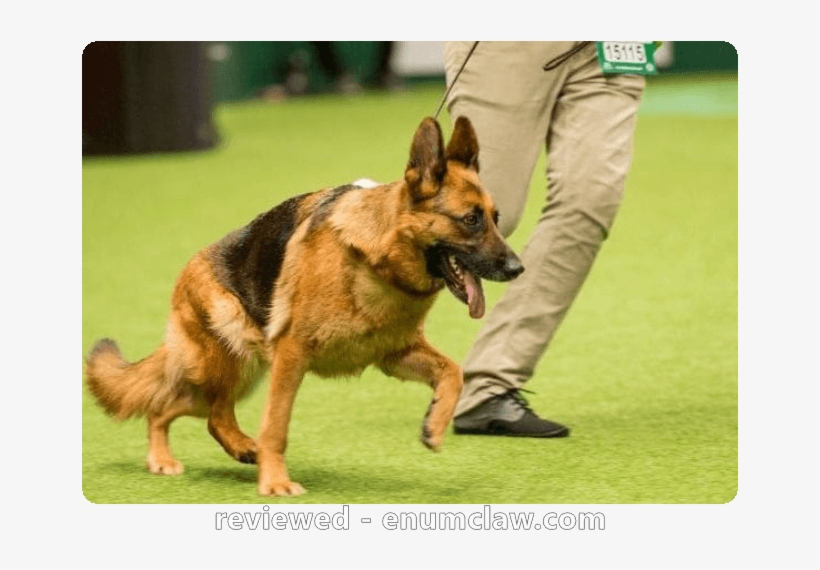 Dog, transparent png #4343198