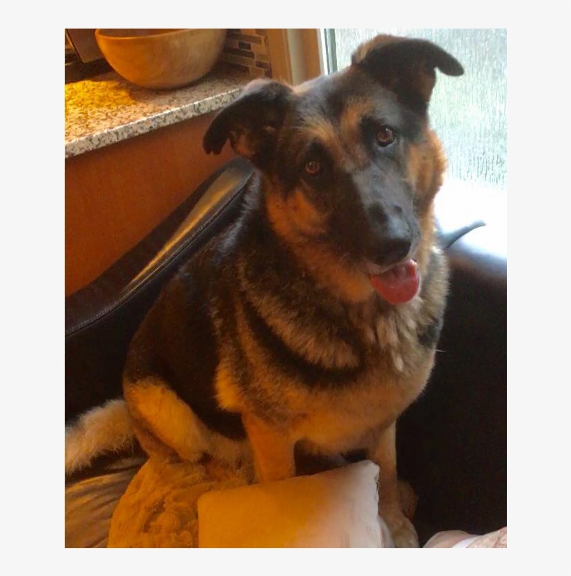 Companion Dog, transparent png #4343203