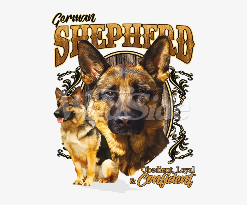 German Shepherd Obedient - German Shepherd, transparent png #4343253