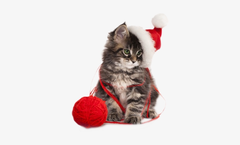Christmas Kitten Png By Lg-design - Rapport Home Christmas Kitten Cushion Cover, transparent png #4343256