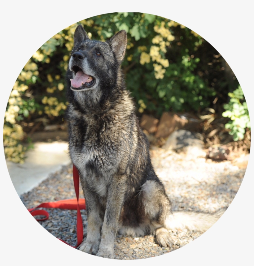 German Shepherds - Norwegian Elkhound, transparent png #4343257