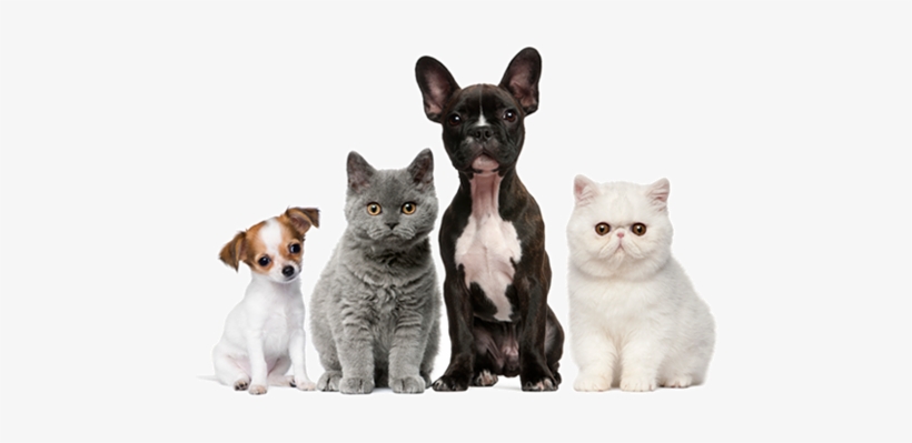 Puppy Kitten Png - Dogs Cats, transparent png #4343409