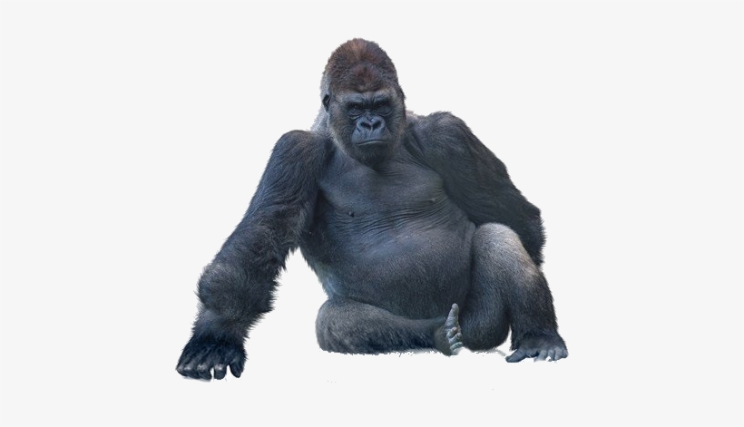 Png All - Gorilla Sitting, transparent png #4345095