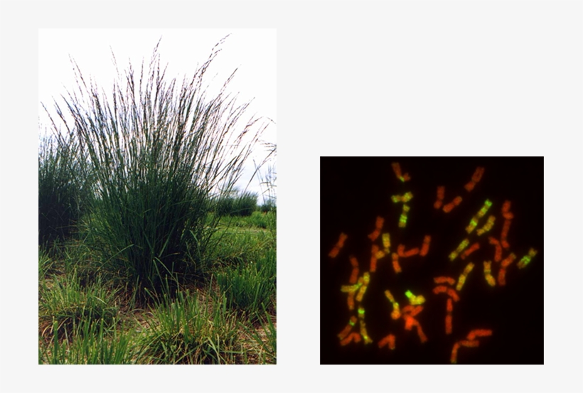 Festulolium Krasanii Varieties Tend To Look Like Tall - Grass, transparent png #4345281