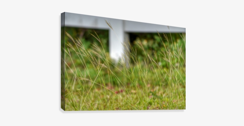 Tall Grass Canvas Print - Grass, transparent png #4345361