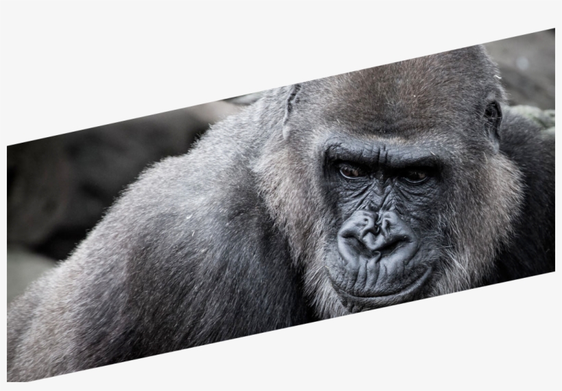 The Gorilla Troop - Western Lowland Gorilla, transparent png #4345481