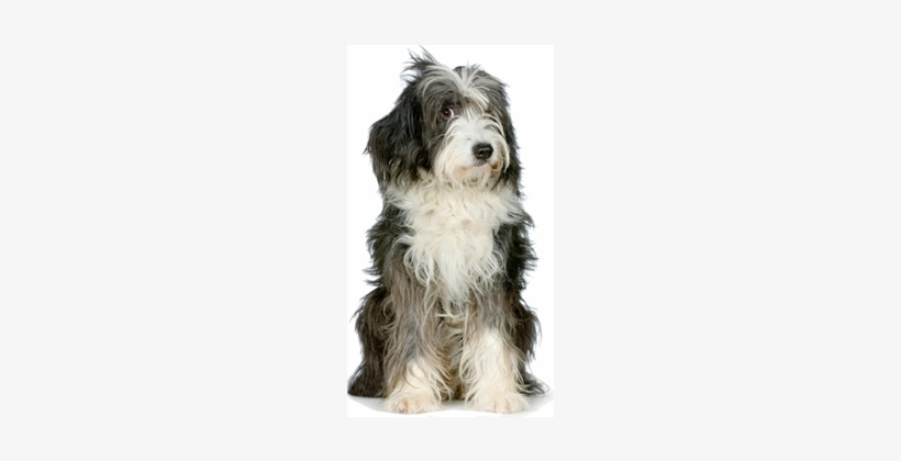 Atlanta Dog Training Resources - Tibetan Terrier And Bearded Collie, transparent png #4345913