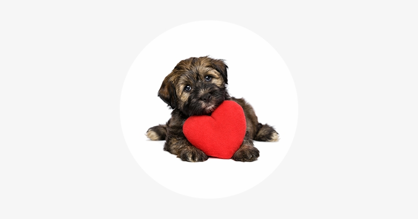 Adoptable Dogs At Mending Hearts Animal Rescue - Dog Hearts, transparent png #4346259
