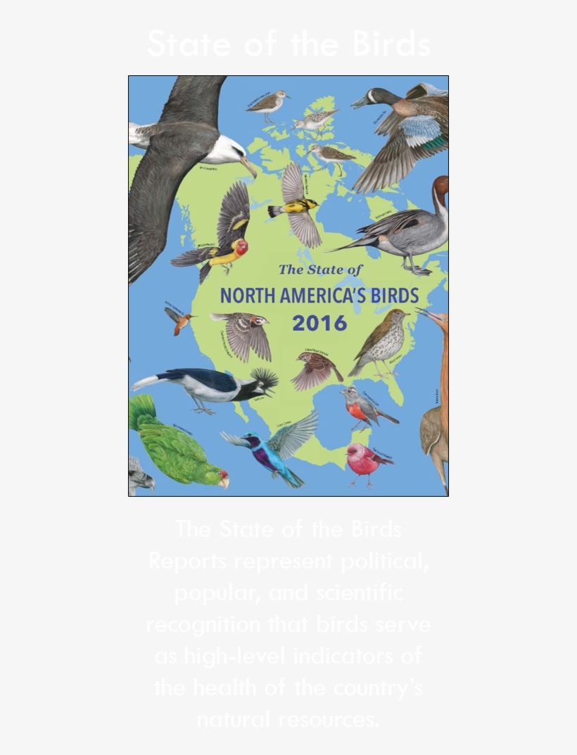 State Of Birds Button - Macaw, transparent png #4346303