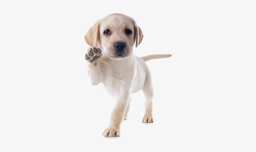 Academy Of Canine Behavior - Puppy Dogs, transparent png #4346517