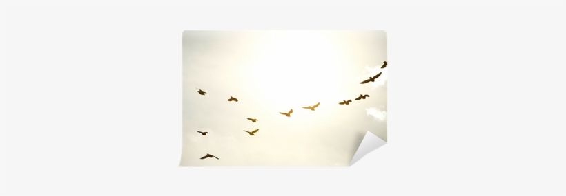 Bird, transparent png #4346656