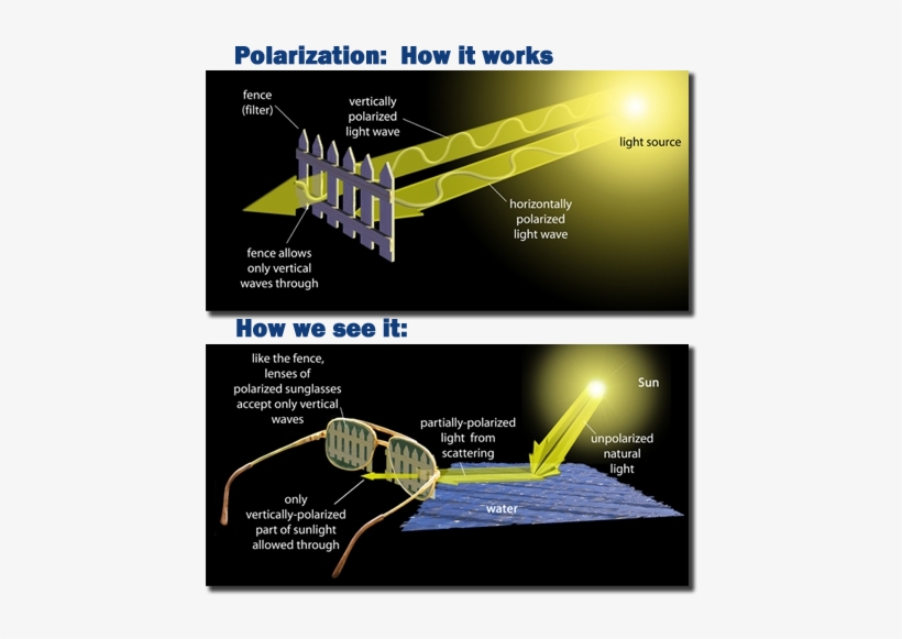 How Do Polarized Sunglasses Block Glare - Polarized Lenses Work, transparent png #4347216