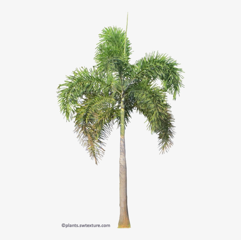 Foxtail Palm Png, transparent png #4347828