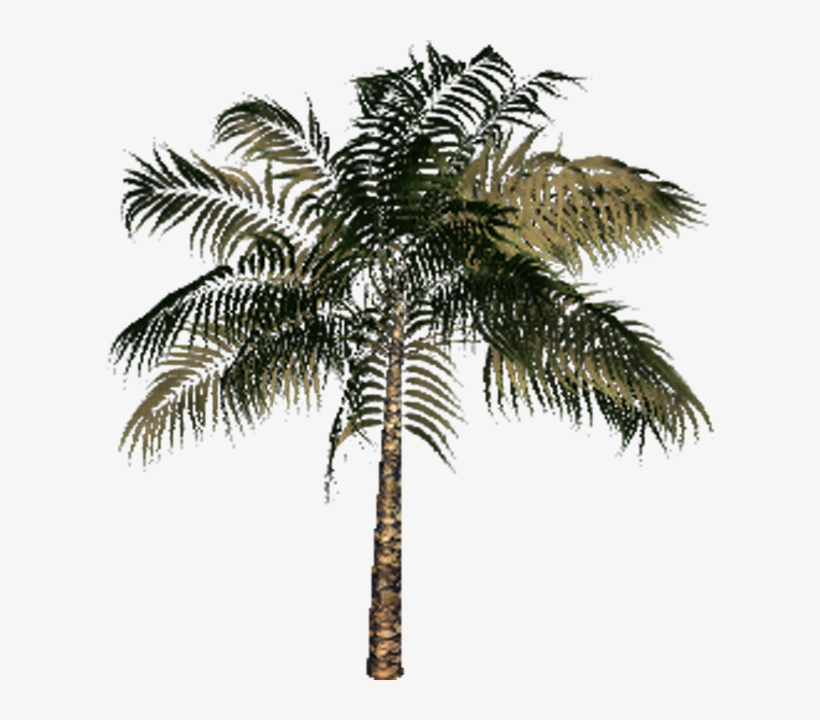 Baby Palm - Palm Tree, transparent png #4348033