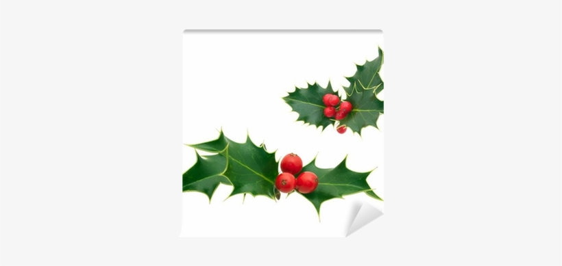 Holly Sprig, transparent png #4348675