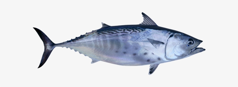 False Albacore Have Broken/squiggly Lines, Spots Below - Natysal Super Omega 3 60 Capsules Epa-dha, transparent png #4349090