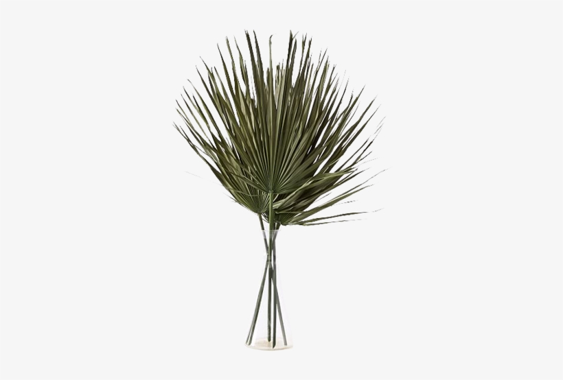 Dried Palm Leaf, Green At West Elm - Botanicals - Home, transparent png #4349572