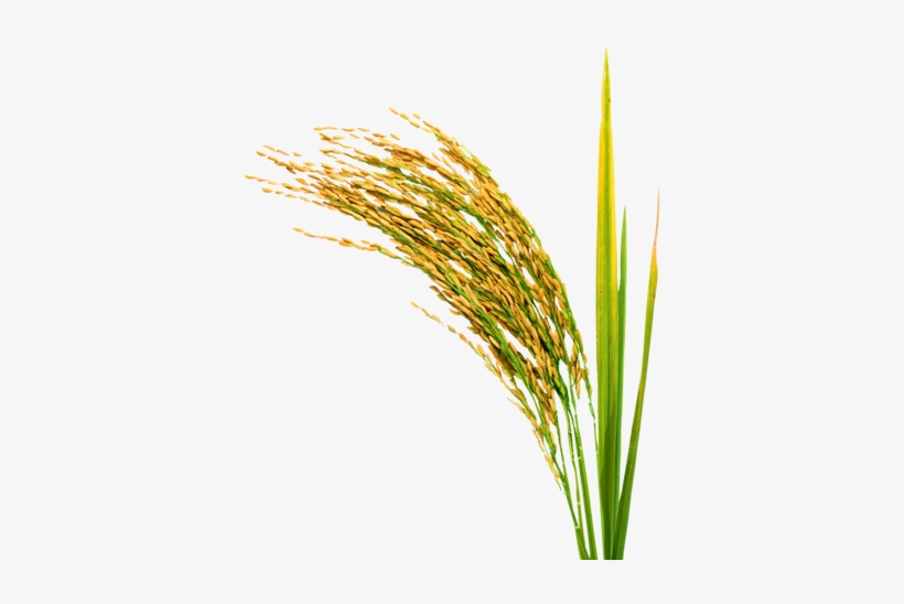 Rice Plant Transparent, transparent png #4350937