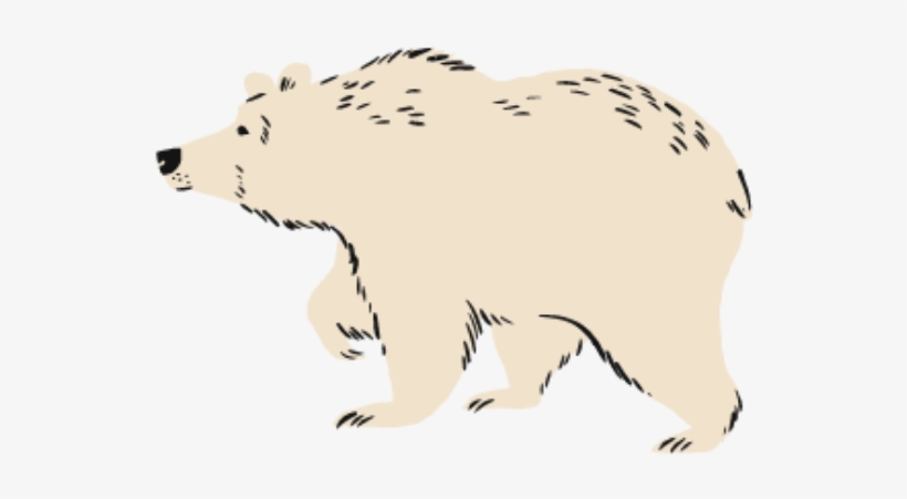 Polar Bear, transparent png #4351276