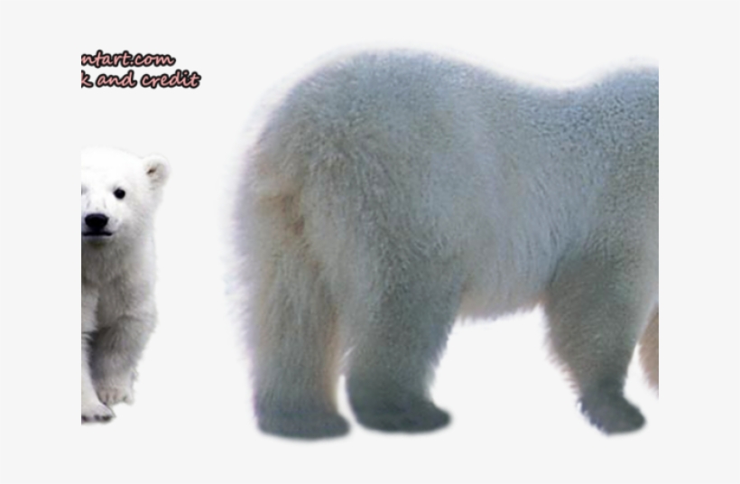 Polar Bear Png Transparent Images - Polar Bear, transparent png #4351365