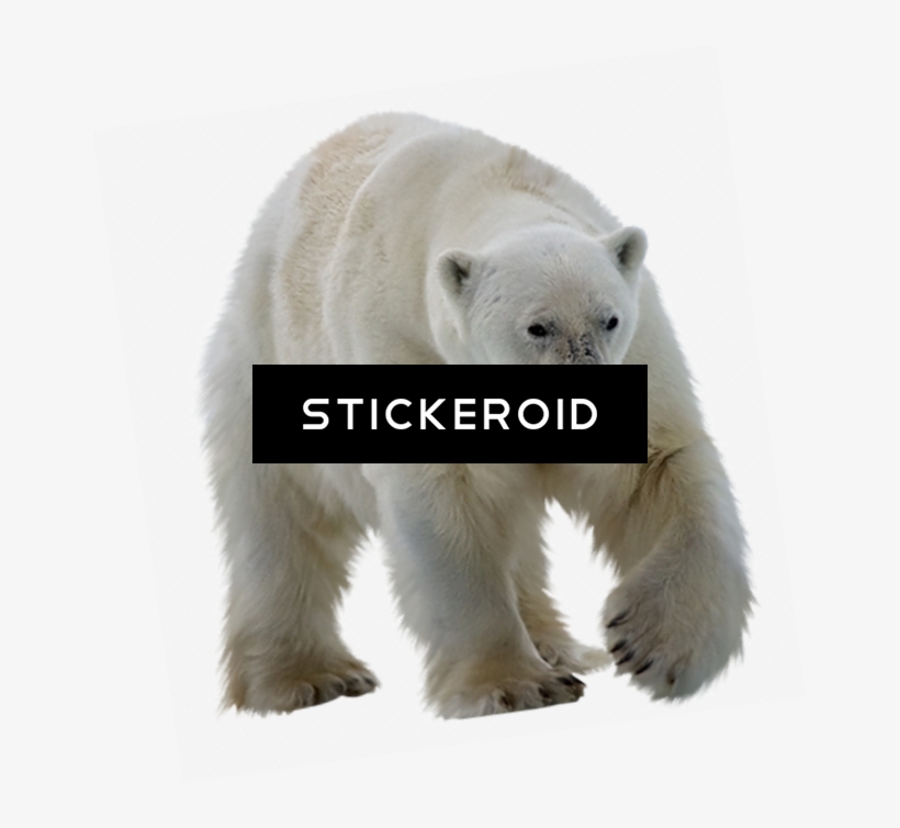 Polar White Bear - Polar Bear, transparent png #4351409