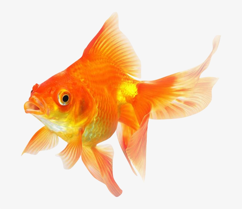 Goldfish Png Transparent Image - Goldfish, transparent png #4352116